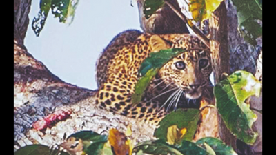 Leopard beaten to death by villagers after it attacks and injures 13 locals in Dudhwa