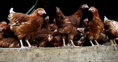 US reports its first known human case of H5 bird flu as CDC says public health risk remains low