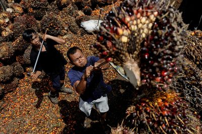 How Indonesia's policy stumbles over palm oil have unfolded