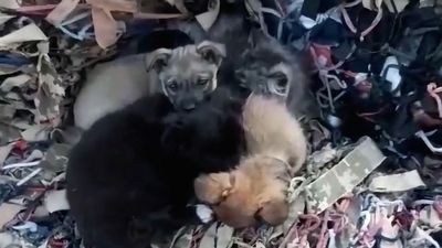 VIDEO: The Snugs Of War: Puppies Cuddle Up To Cat Mum And Her Kittens In Wartorn Ukraine