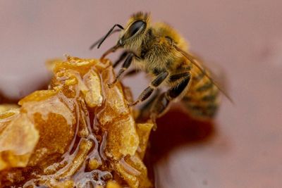 Nearly five million bees en route to Alaska die after shipment stranded on hot tarmac in Atlanta