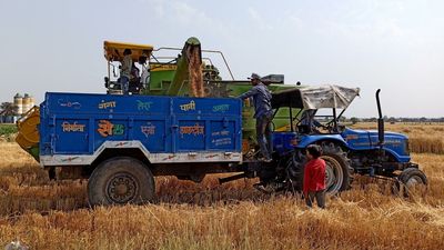 Extreme heatwave scorches India’s wheat harvest, snags export plans