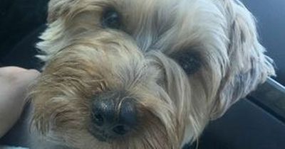 Horror as owner watches Japanese Akita kill her Yorkshire Terrier