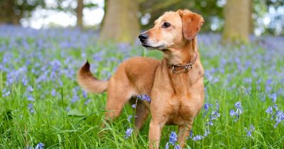 Owners warned over toxic plant with chemicals that reduce dog's heart rate