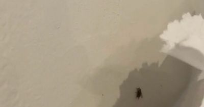 Mum shares 'mind-blowing' hack for getting flies out of your house