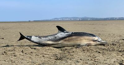 Dead dolphin found on Dublin beach