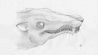 Rat’s Scary: The Tiny Razor Toothed Rodent From 220 Million Years Ago