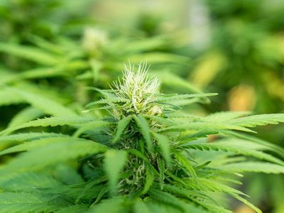 Verano Opens 45th Florida MÜV Medical Cannabis Dispensary In Hobe Sound