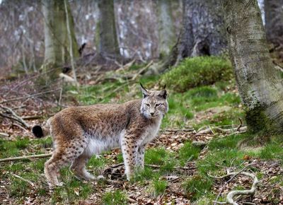 Could long-vanished species one day return to Scotland?