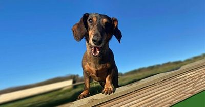 Edinburgh to host its first Dachshund festival this summer with doggy parkour