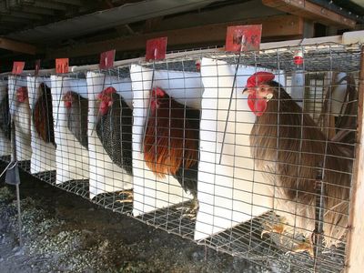 US reports first human case of H5N1 bird flu