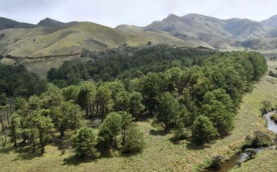 Entire forests in Tamil Nadu will die if exotic and invasive species are not annihilated, says High Court