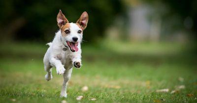 How long your dog is expected to live revealed in new study as Jack Russell tops list