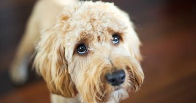 Woman spends thousands at vets after husband blames his farts on the dog