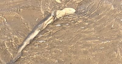 Mum jokes Formby 'invaded by sharks' after morning beach walk