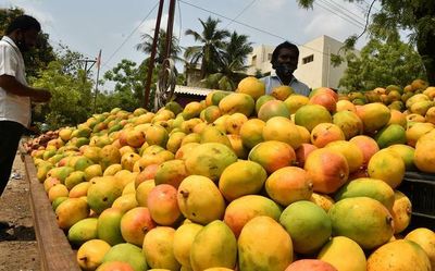 Data | Excess rain, extreme heat hurts mango, lemon production