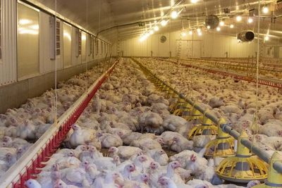 Colorado prisoner becomes first confirmed US case of H5 bird flu contracted at poultry farm