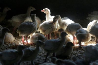 First case of human bird flu infection confirmed in Colorado