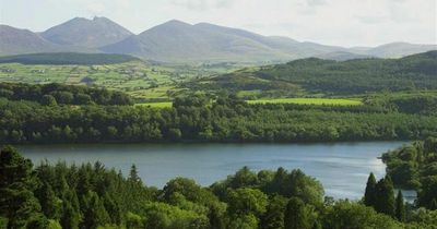 Castlewellan forest park earmarked for possible social farm scheme