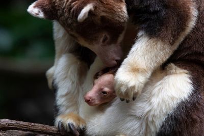 It's a joey! Bronx Zoo announces birth of rare tree kangaroo