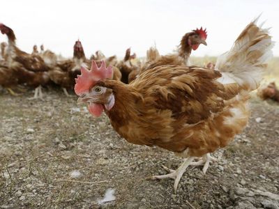 The first human case of avian flu in the U.S. is reported in Colorado