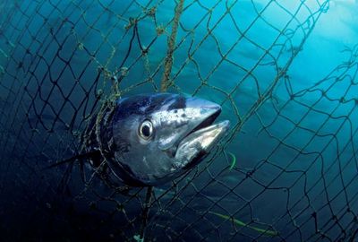 Kermadec Sanctuary on Cabinet's hook but no deal yet