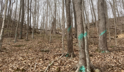 Ky. logging threatens what may be the world’s largest red hickory