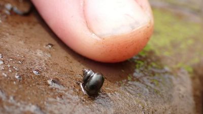 Tiny snail thought to be extict found accidentally in Tasmania's yingina/Great Lake
