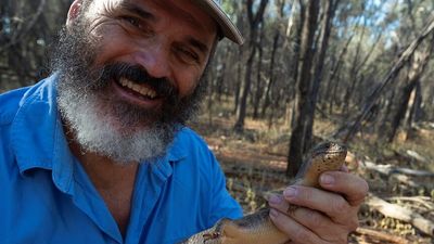 Secretive yakka skinks battling predators, habitat loss while on the brink in outback Queensland