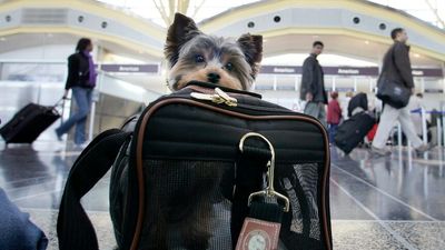 Can pets travel with you in the cabin on planes? Technically yes, but Australia's major airlines don't allow it