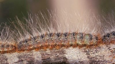 Processionary caterpillar a welcome sign ahead of annual mullet season