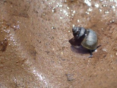 Tiny snail discovered in Tasmanian lake