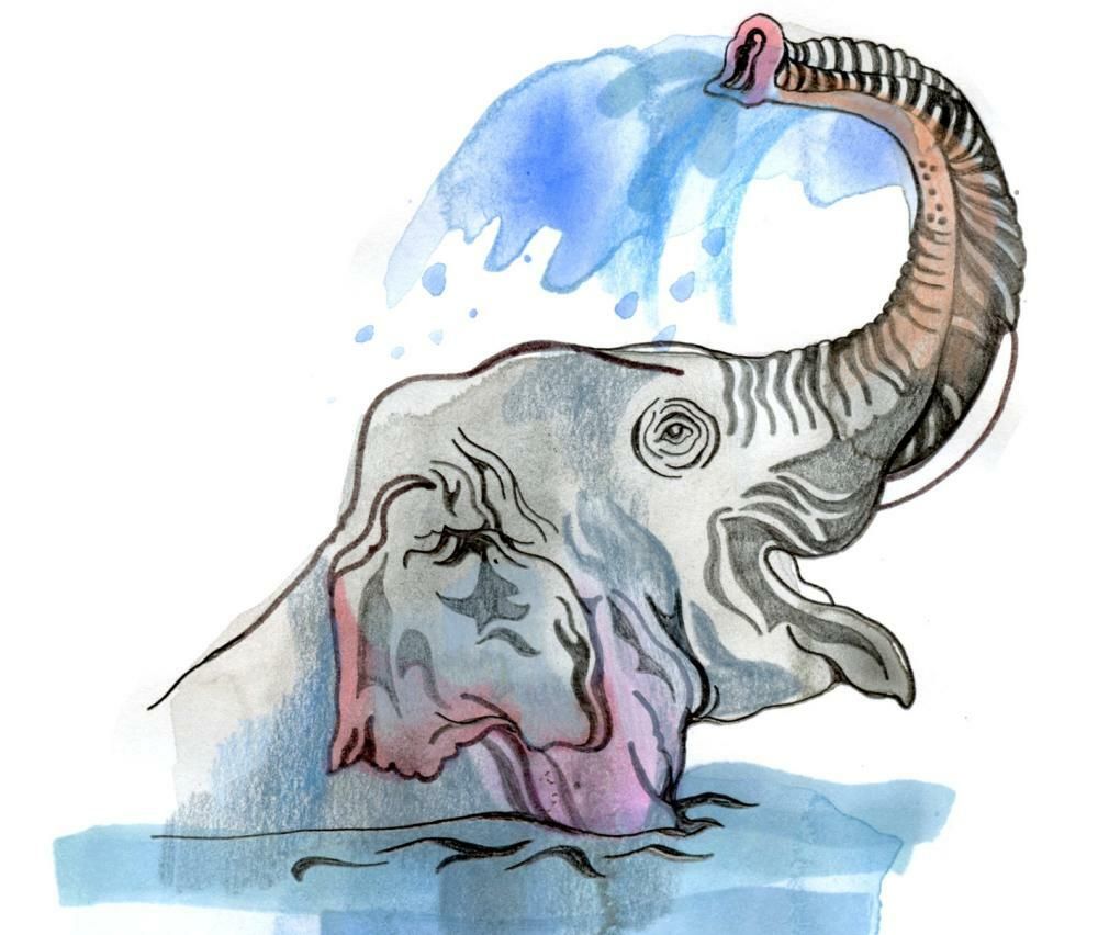 Why do elephants have long trunks, and how big is the…