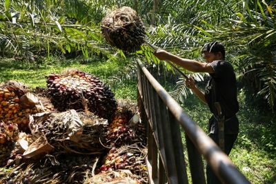 Indonesia's palm oil export ban heats up vegetable oil market