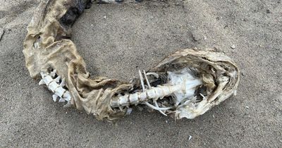 'Snake-like' sea creature washes up beside lake leaving locals disturbed