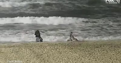 Terrifying moment wild coyote mauls little girl's face at popular beach