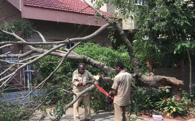 Rains uproot trees, electricity poles