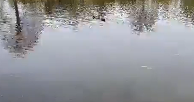 Hundreds of fish found dead in Glasgow loch as SEPA launch investigation