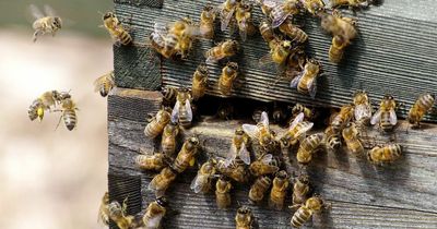 Nearly five million bees dead after shipment was stranded on hot tarmac