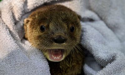 Three-legged dog with cancer saves baby otter in Minnesota river drama
