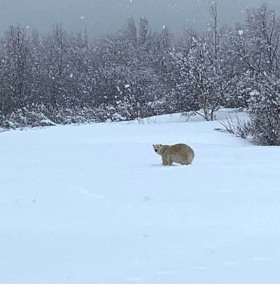 Look! A polar bear meanders way down south in Canada