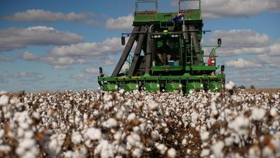 Cotton industry touts water efficiency credentials but environmentalists still sceptical