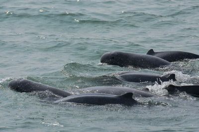 Low dolphin population 'concerning'