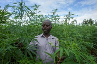 As tobacco burns out, Malawi looks to cannabis