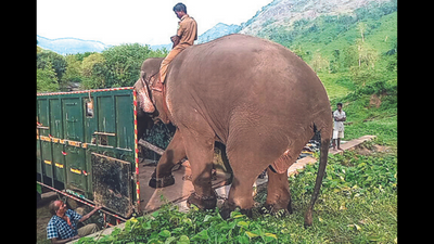 Coimbatore: Tusker Chinna Thambi on mission to prevent man-animal conflicts