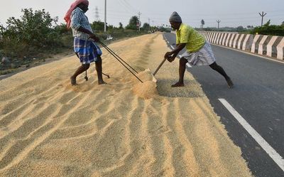 In Frames | A temple town’s paddy fields