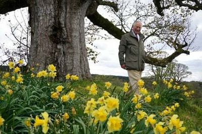 Ancient trees dedicated to the Queen for Jubilee