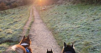 Manchester named one of the most dog-friendly cities in the UK