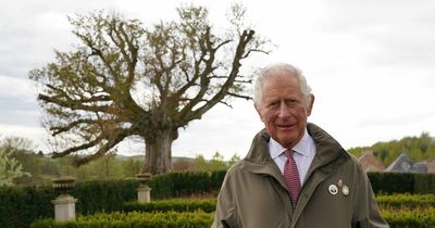 Prince Charles calls for ‘dwindling’ ancient woodlands to be protected in new project