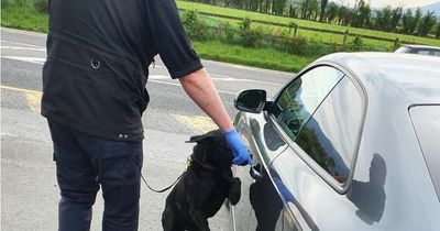 Sniffer dogs join officers as pictures of major garda checkpoints emerge